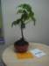 riponshow2009001_small.jpg