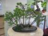riponshow2009002_small.jpg